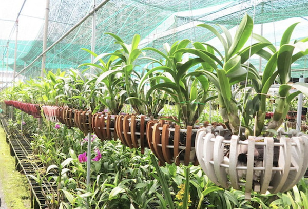 hệ thống tưới phun sương trồng lan