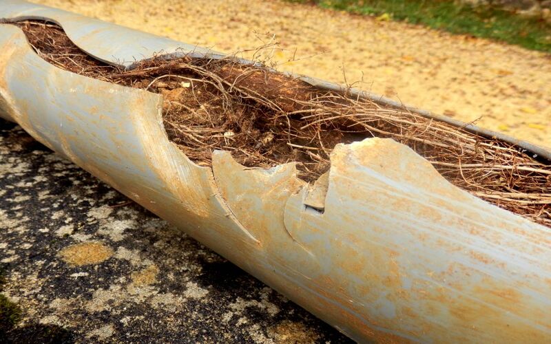 Cách chống rễ cây đâm xuyên đường ống ngầm